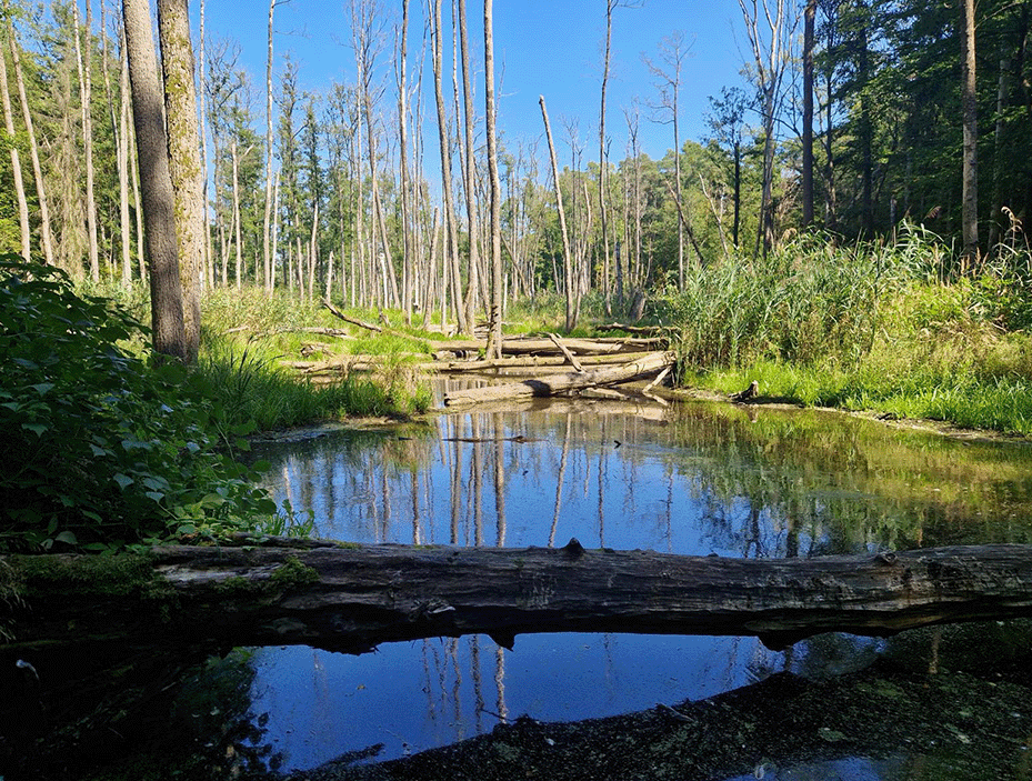 Die Natur der Umgebung und die Seen