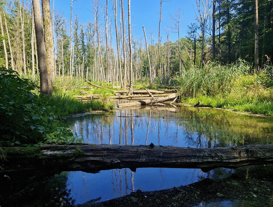 Die Natur der Umgebung und die Seen
