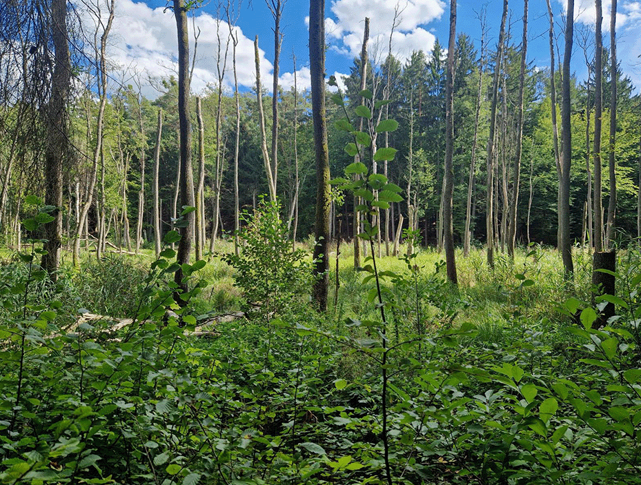 Die Natur der Umgebung und die Seen