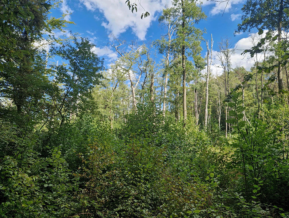 Die Natur der Umgebung und die Seen