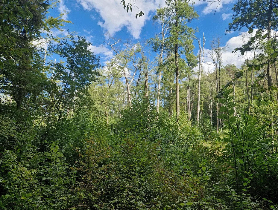 Die Natur der Umgebung und die Seen