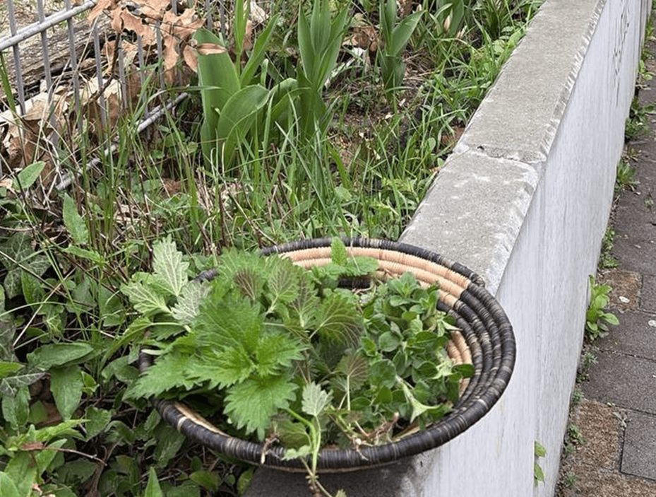 Wildkrautprojekt