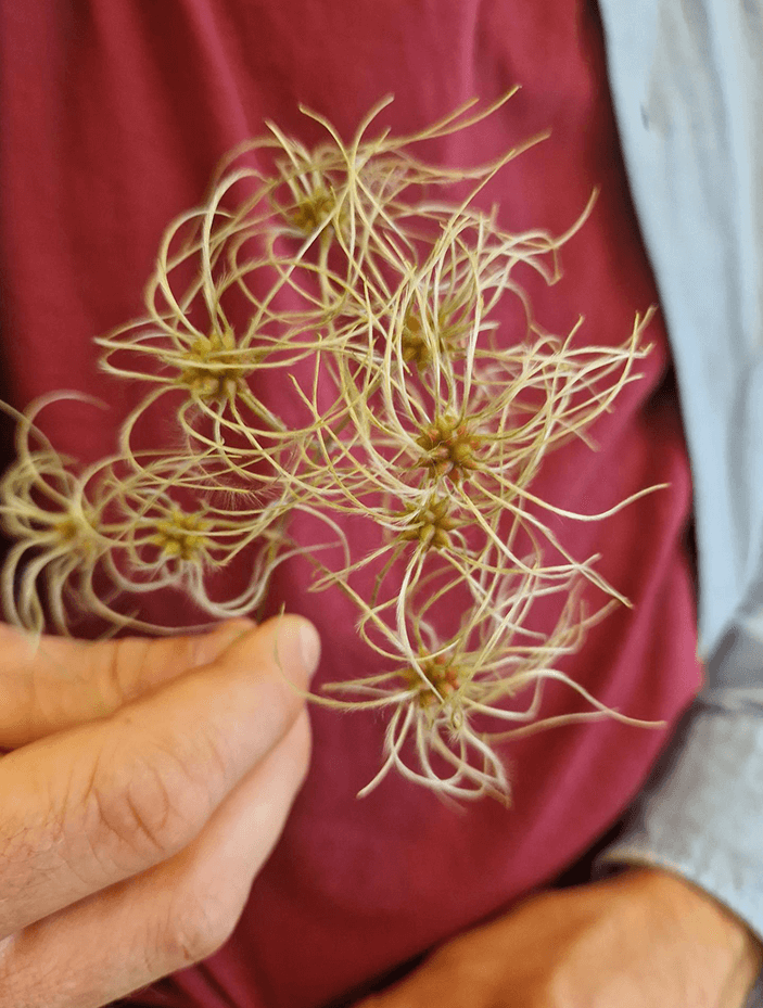 Die Qualität der Konsonanten der Sprache in Naturmaterialien wieder entdeckt