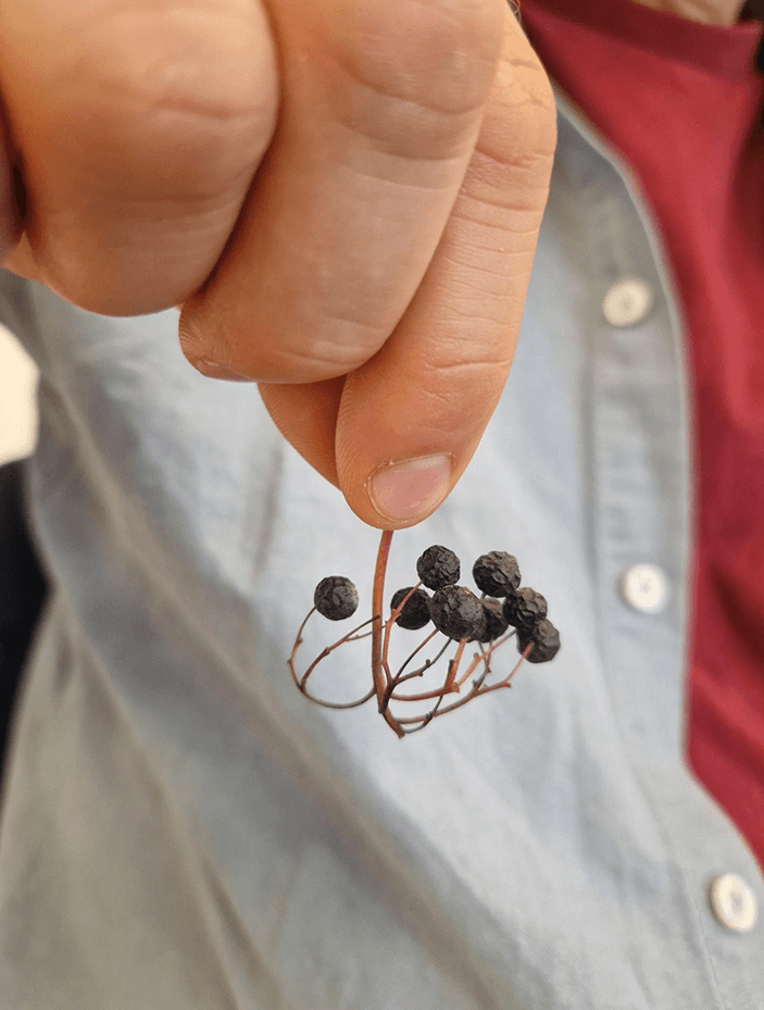 Die Qualität der Konsonanten der Sprache in Naturmaterialien wieder entdeckt