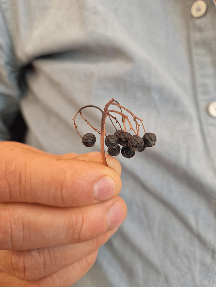 Die Qualität der Konsonanten der Sprache in Naturmaterialien wieder entdeckt