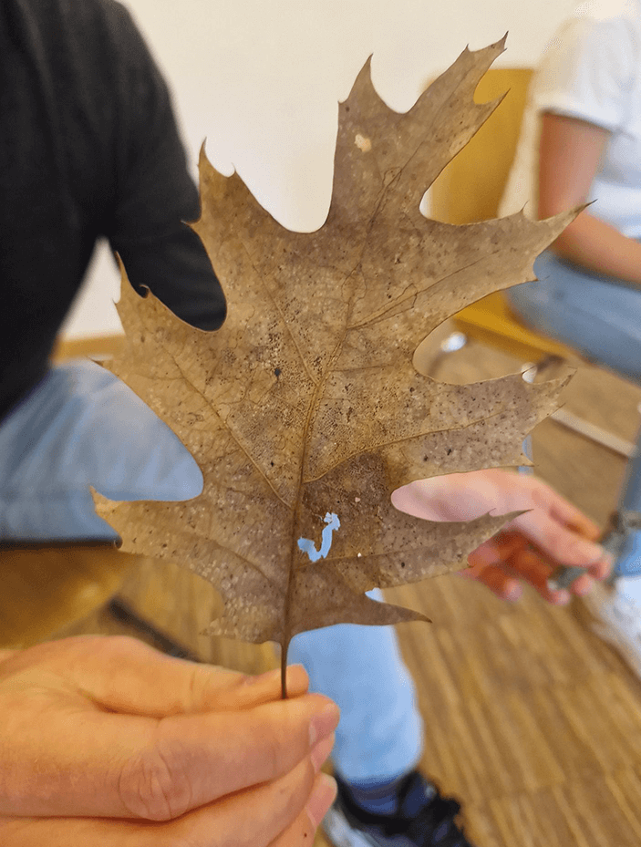 Die Qualität der Konsonanten der Sprache in Naturmaterialien wieder entdeckt